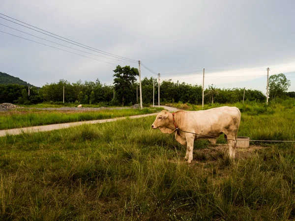 Krowa na zielonym polu w Tajlandii — Zdjęcie stockowe