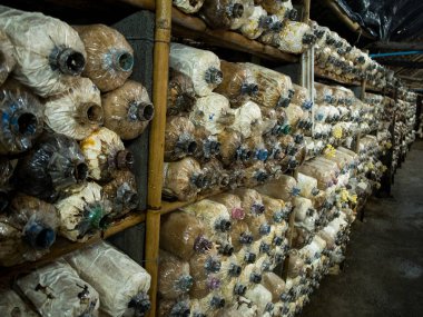 Mantar yetiştirme grupta büyüyen