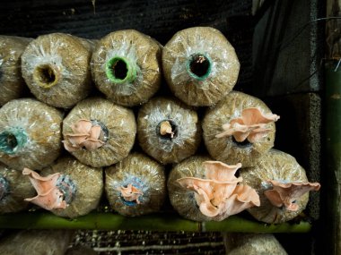 Mantar yetiştirme grupta büyüyen