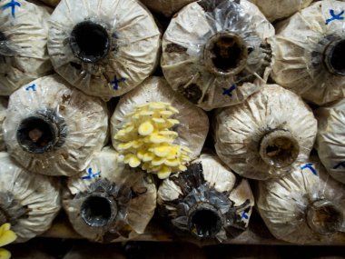 Mantar yetiştirme grupta büyüyen