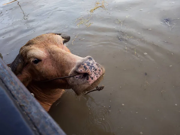 Tailandia búfalo goza en el lago — Foto de Stock