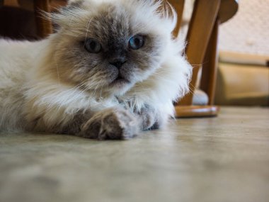 Şirin kedi evde istirahat