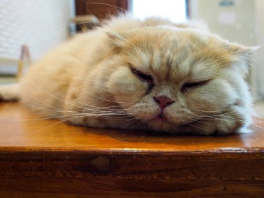 Tembel kedi evde istirahat