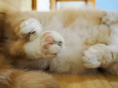 Şirin kedi evde istirahat