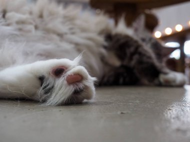 Bir kedi gizle çalış ve sandalyenin üstünde aramak