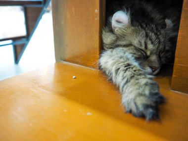 şirin kedi dinlenme ve evde uyuyor