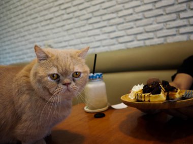 Bir kedi yemek istiyorum ve evde istirahat