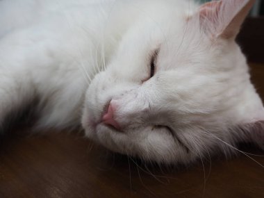 Tembel kedi evde uyuyor