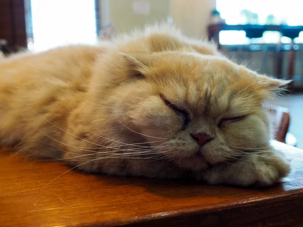 Tembel kedi evde istirahat — Stok fotoğraf
