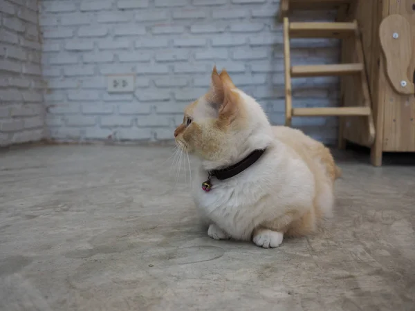 집에서 휴식 하는 귀여운 고양이 — 스톡 사진