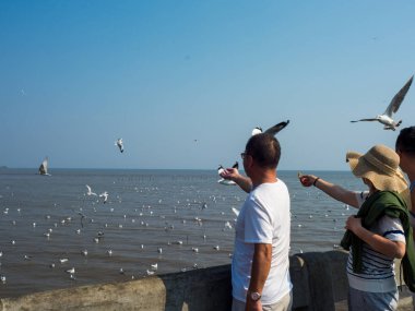 Martılar Bangpoo Beach, Samutprakarn, Tha besleme turizm