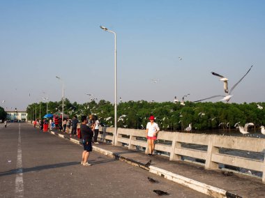 Martılar Bangpoo Beach, Samutprakarn, Tha besleme turizm