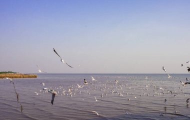 Bangpoo, Tayland, Thailand, martılar izliyor. Kış sezonu