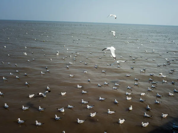 Viendo gaviotas en Bangpoo, Tailandia. Temporada de invierno — Foto de Stock