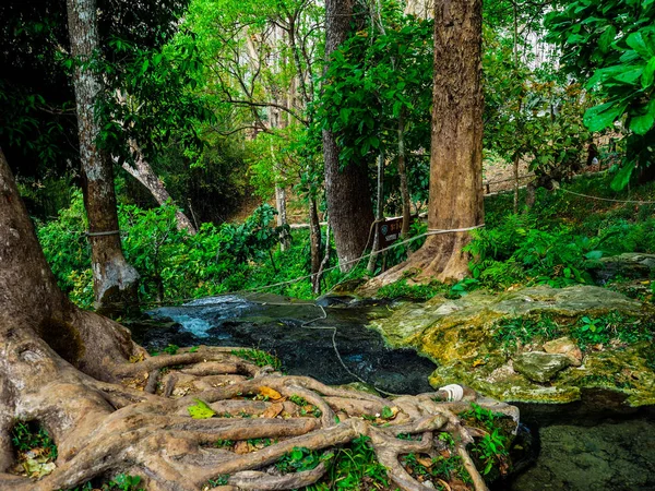 (Bua Tong) cascadas pegajosas cerca de Chiang Mai en el norte de Thaila — Foto de Stock