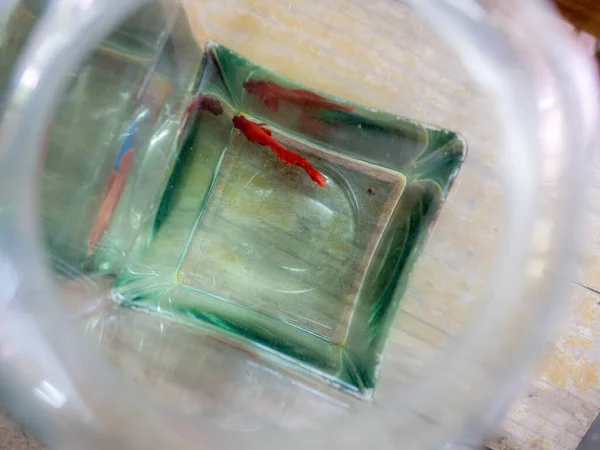 Betta Called Fighting Fish Jar — Stock Photo, Image