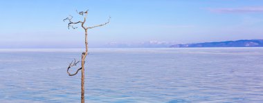 Kışın Baykal Gölü'nün arka planında yalnız ağaç. Olkhon adası. Buz   .