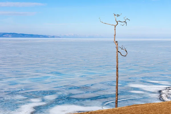 Одинокое дерево на фоне озера Байкал зимой. Остров Ольхон. Лед    . — стоковое фото