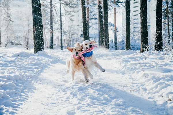 Kışın açık havada bir köpek portresi. parkta karda oynayan iki genç altın geri almak. Tug toys