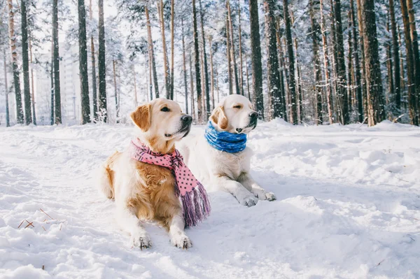 冬天在户外穿围巾一条狗的肖像。两个年轻的金毛在雪在公园里玩。衣服 — 图库照片
