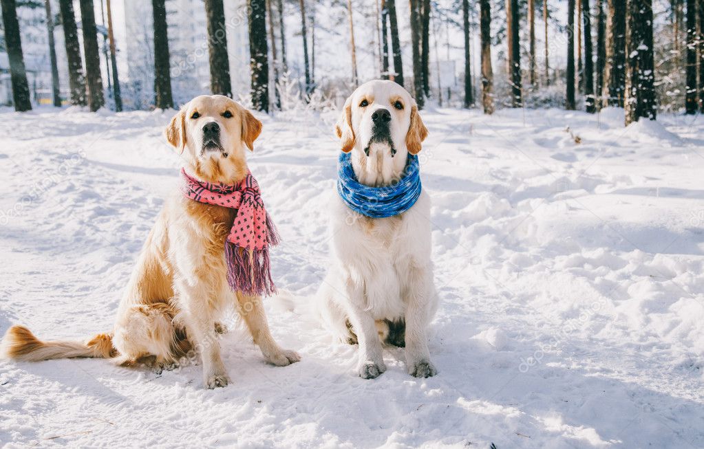 Portrait of a dog wearing  scarf outdoors in winter. two young golden retriever playing in the snow in the park.  Clothes