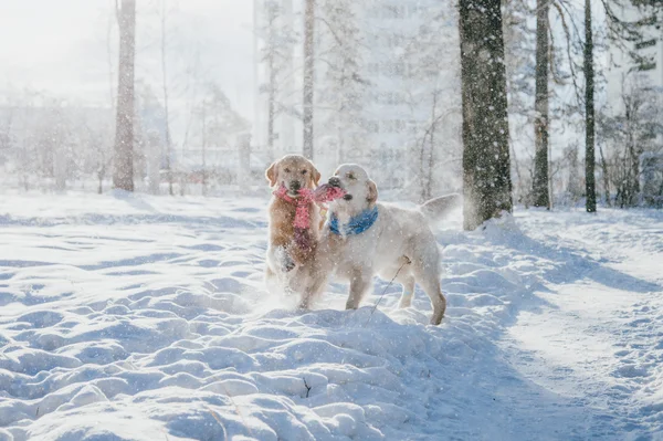 Kışın açık havada bir köpek portresi. parkta karda oynayan iki genç altın geri almak. Tug toys