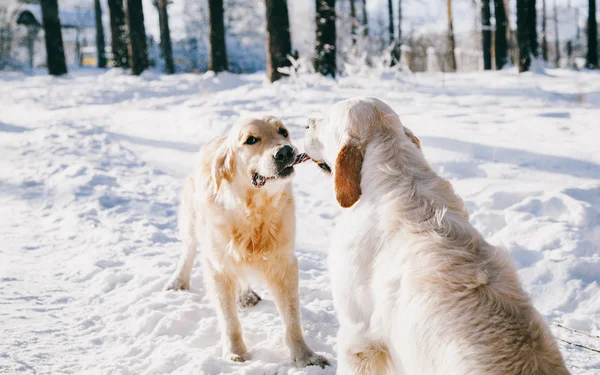 一只狗在冬天在户外的画像。两个年轻的金毛在雪在公园里玩。拖船玩具 — 图库照片