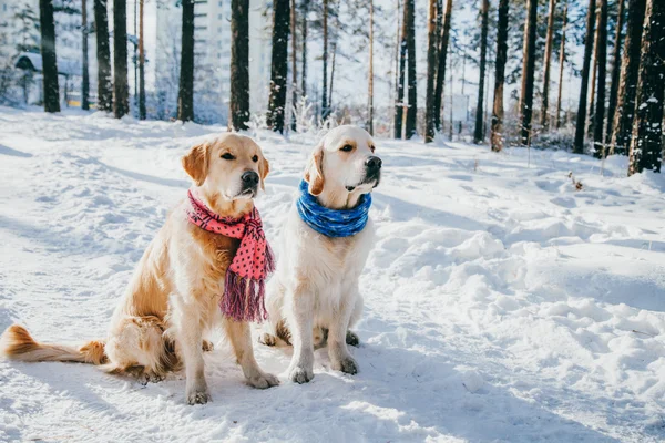 Portrait of a dog wearing  scarf outdoors in winter. two young golden retriever playing in the snow in the park.  Clothes — Stock Photo, Image