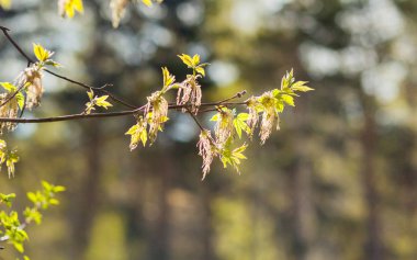 Yaprakları ile küçük dal