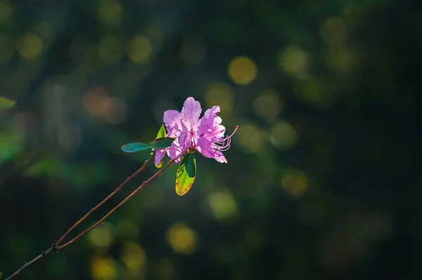 보라색 꽃 가지 — 스톡 사진