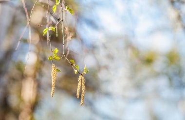 Küçük ağaç filiz