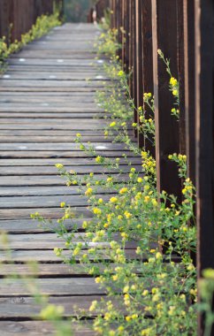 Küçük çiçekler ile köprü