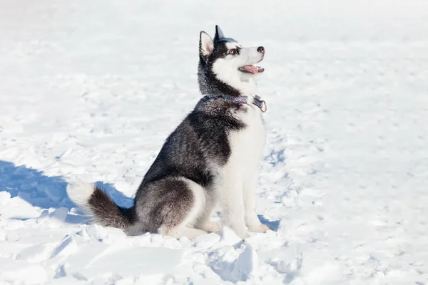 Aranyos husky kutya a hó — Stock Fotó