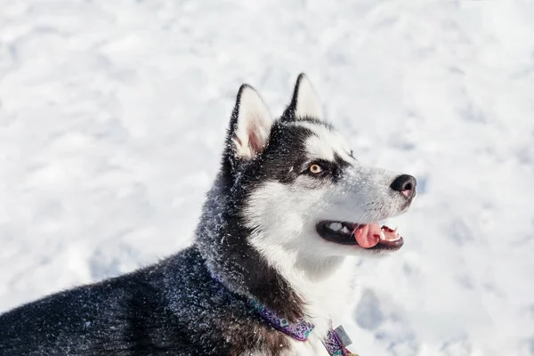 Husky köpek üstünde kar — Stok fotoğraf