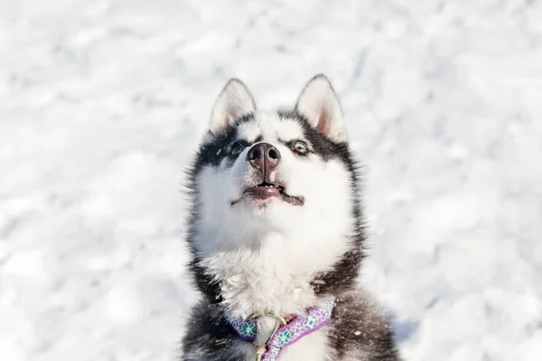 Cão bonito husky na neve — Fotografia de Stock