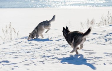Husky köpek üstünde kar