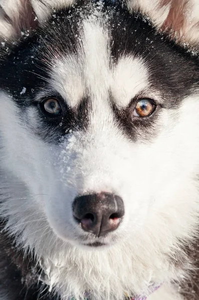 Közeli kép: aranyos husky — Stock Fotó