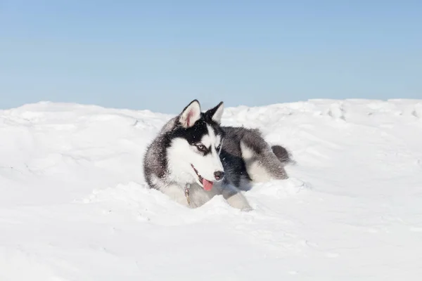 Cão bonito husky na neve — Fotografia de Stock