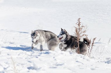 Husky köpek üstünde kar
