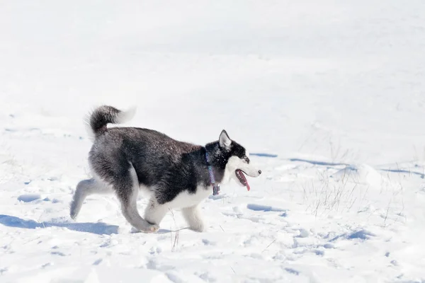 Cão bonito husky na neve — Fotografia de Stock