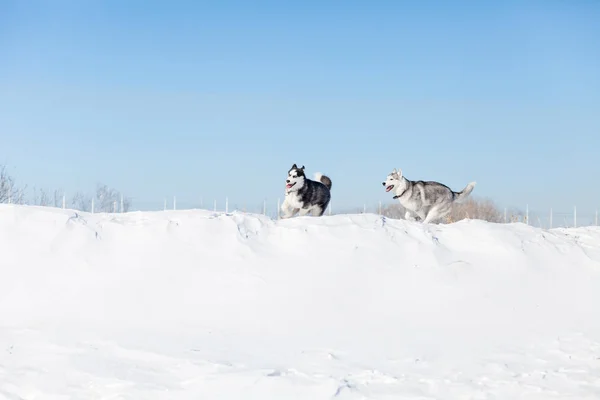 Милий хаскі собака на снігу — стокове фото