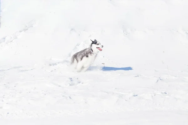 Carino cane husky sulla neve — Foto Stock