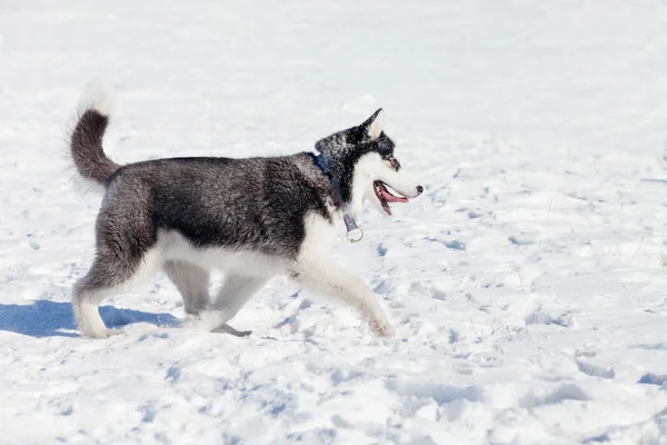 Cão bonito husky na neve — Fotografia de Stock