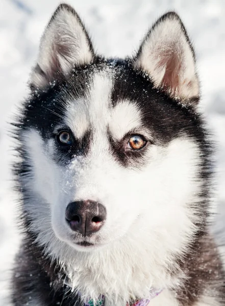 Közeli kép: aranyos husky — Stock Fotó