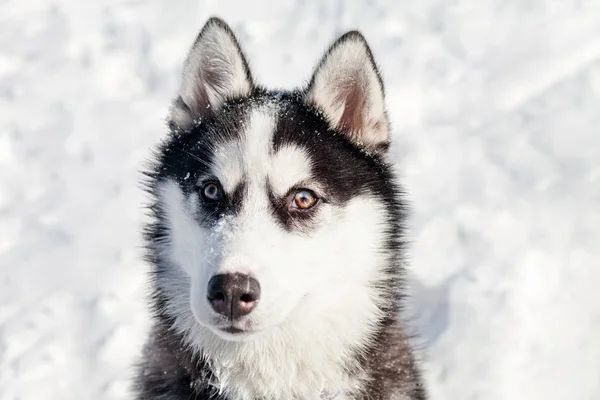 Közeli kép: aranyos husky — Stock Fotó