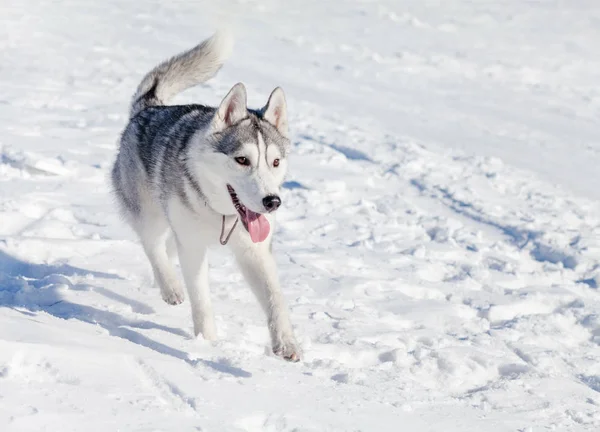 Χαριτωμένος σκύλος χάσκεϋ στο χιόνι — Φωτογραφία Αρχείου