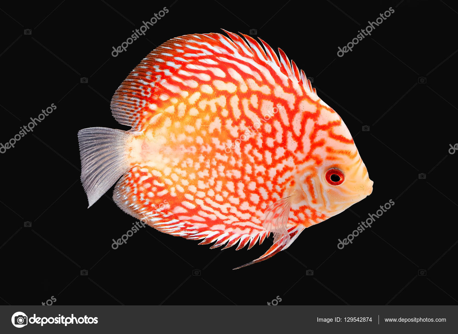 Discus Fish on Black Backgroung Stock Photo by ©oqba 129542874