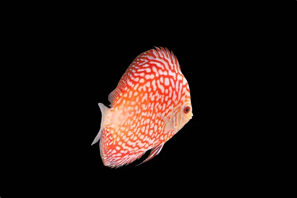 Discus Fish sur fond noir — Photo