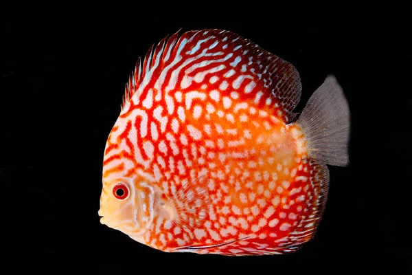 Discus fisk på svart Backgroung — Stockfoto