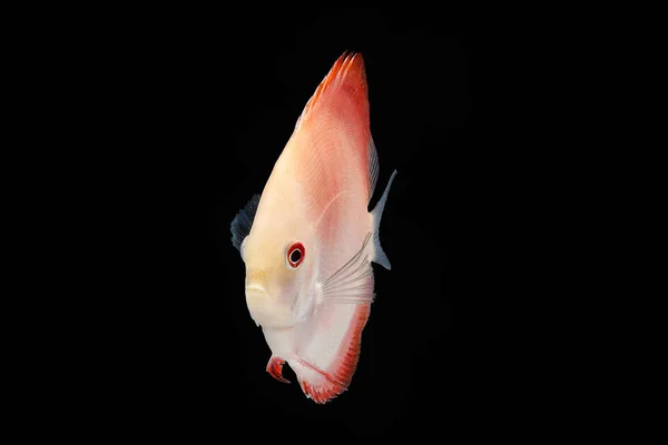 Discus риби на чорний тло — стокове фото